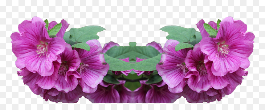 Tree Mallows, HD Png Download - arbusto png