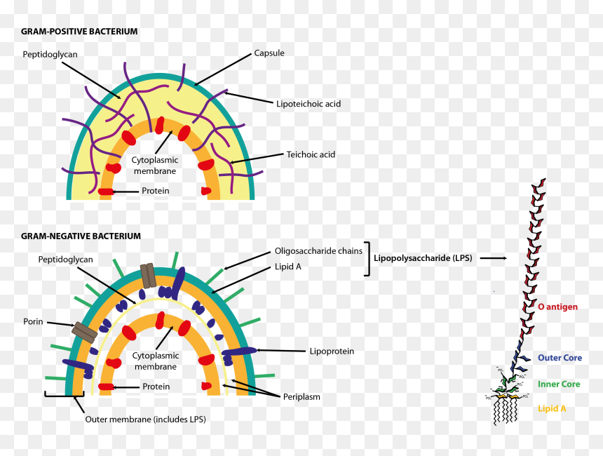 Cell Walls Of Gram Positive And Gram Negative Bacteria - Lipopolysaccharide In A Bacterial Cell, HD Png Download - cell membrane png