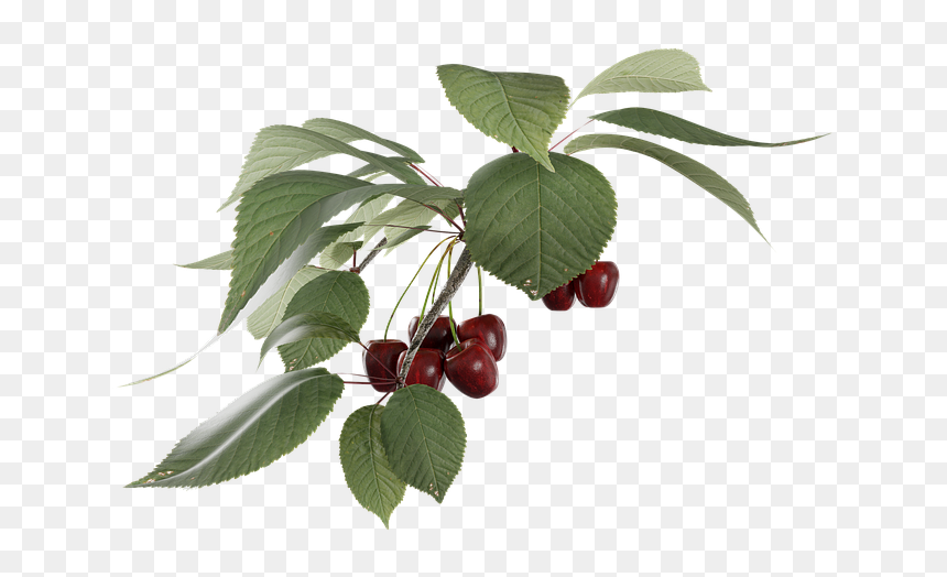 Cherry Fruit Branch Png, Transparent Png - cherry fruit png
