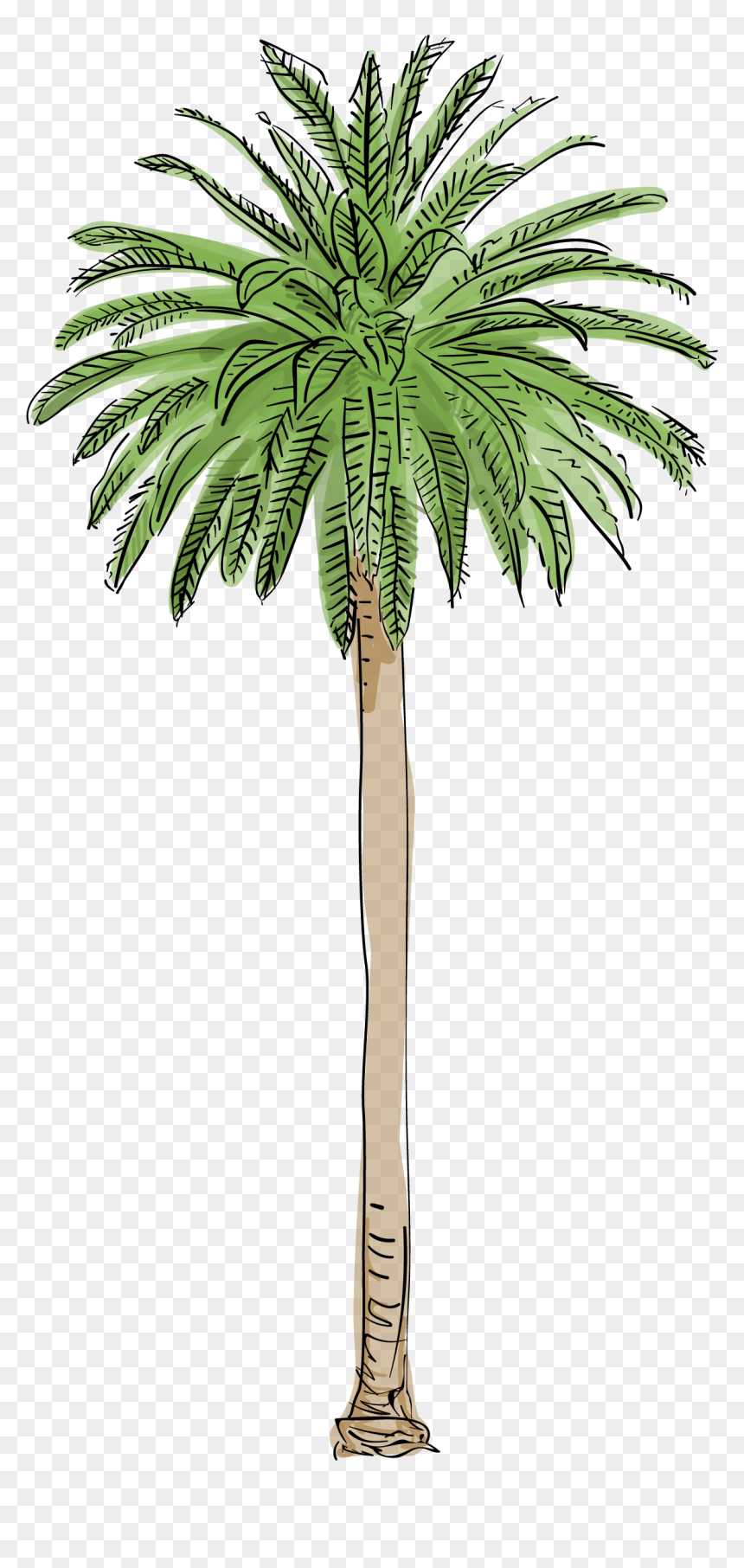 Trees Palm, HD Png Download - trees .png