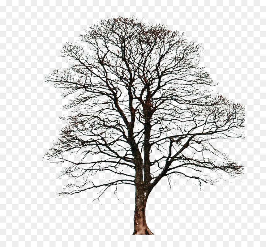 30 Days Of Photoshop Day Two - Oak, HD Png Download - sky png for photoshop