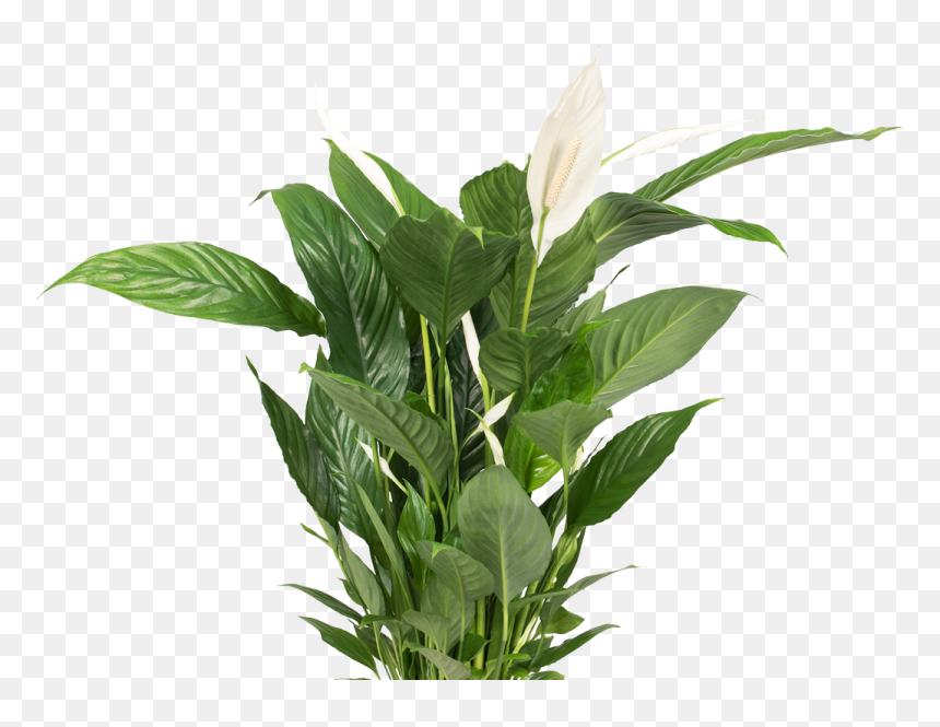 Transparent Background Plants Png, Png Download - flowers plants png