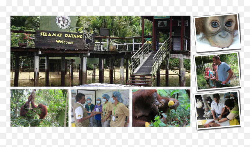 Bukit Merah Orangutan Island, HD Png Download - pipal leaf png