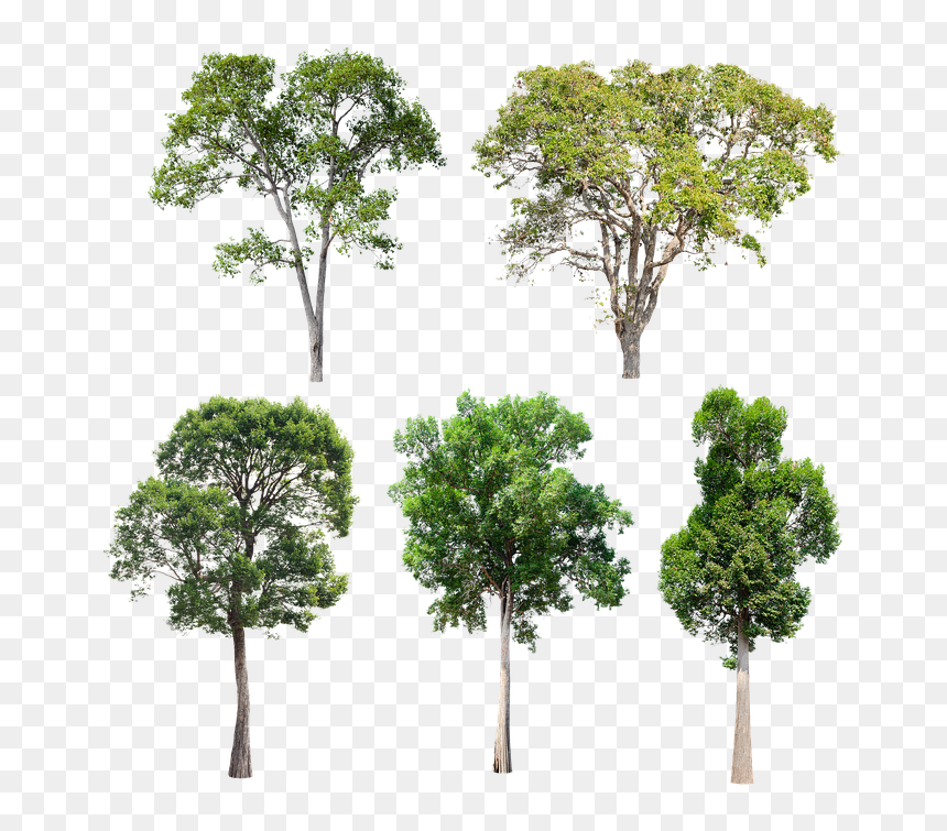 Mexican Pinyon, HD Png Download - tree garden png