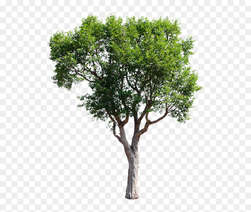 Mexican Pinyon, HD Png Download - tree garden png