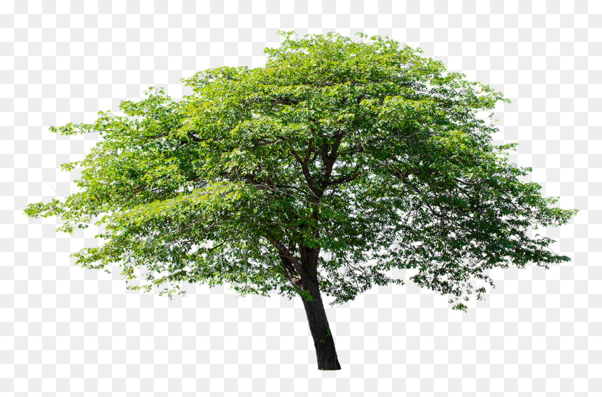 Tree Garden Png, Transparent Png - tree garden png