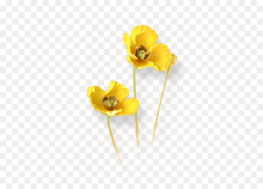 Buttercup, HD Png Download - pagri png
