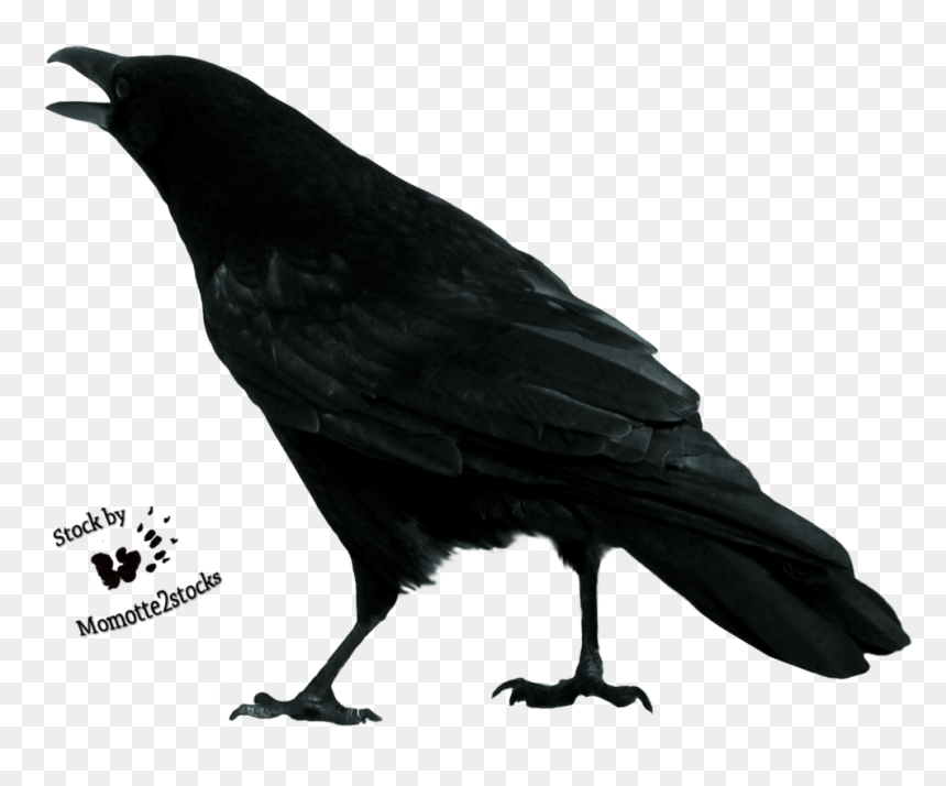 Crow Free Download Png - Crow Stock, Transparent Png - crow png images