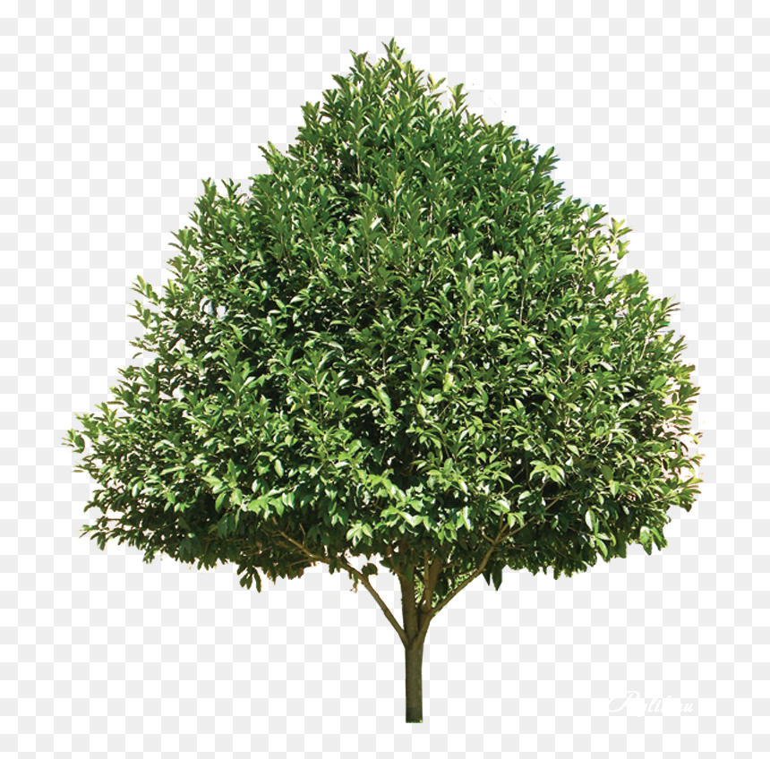 5 Png, The Trees In The Garden, Oo-36 - Plants Top View White Background, Transparent Png - tree garden png