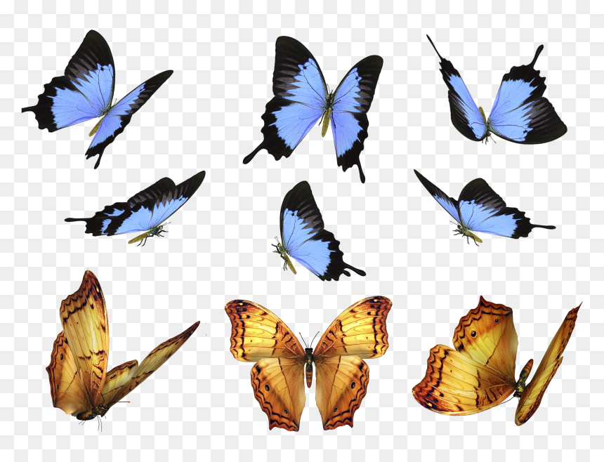 Photoshop Brush Watercolor Butterfly ~ Brushes ~ Creative - Butterfly Photoshop, HD Png Download - butterfly png for photoshop