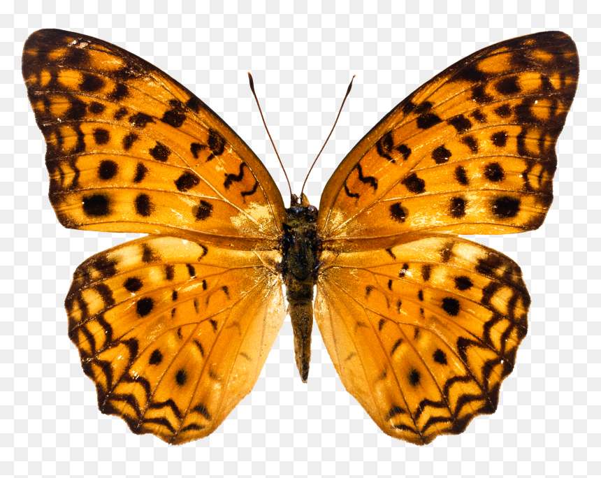 Free Png Of Butterflies, Transparent Png - butterfly png for photoshop