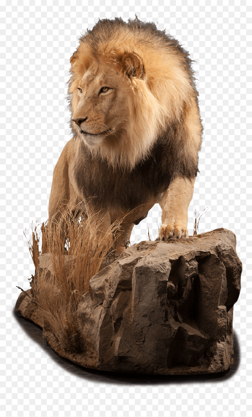 Life Size Lion Mount - Masai Lion, HD Png Download - lion sitting png
