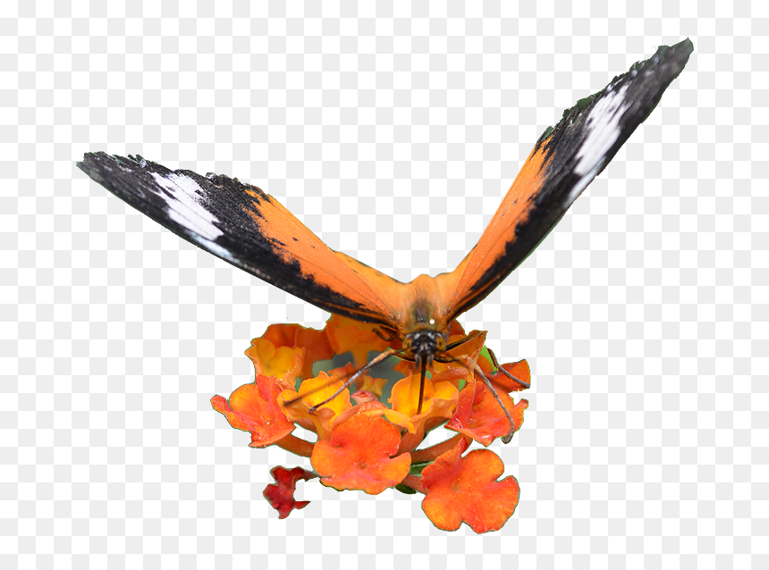 Golden Eagle, HD Png Download - butterfly png for photoshop