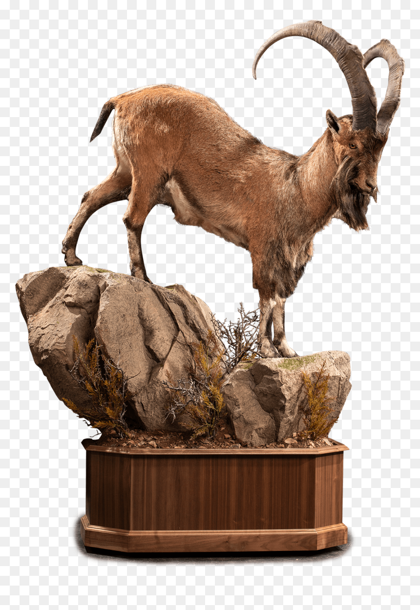 Life Size Ibex On Rocks Taxidermy - Goat, HD Png Download - mountain rocks png