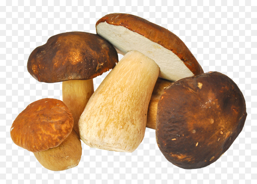 Porçini Mantarı, HD Png Download - mashroom png