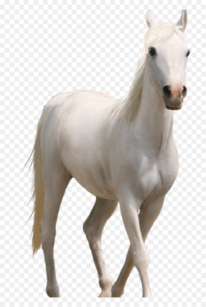 Fire Png Hd Source - Transparent Background White Horse Png, Png Download - horse png hd