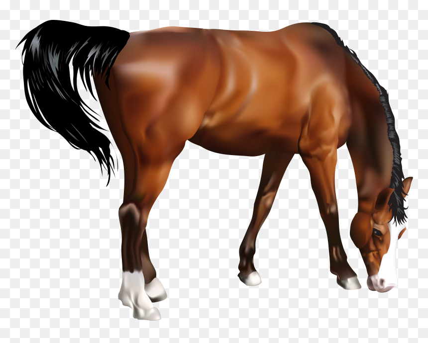 Horse Png Images , Png Download, Transparent Png - horse png hd