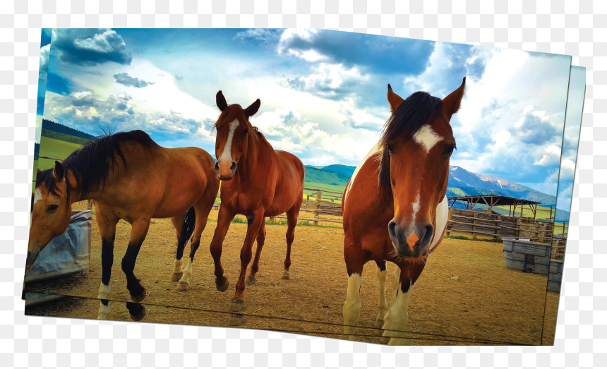 Mustang Horse, HD Png Download - horse png hd