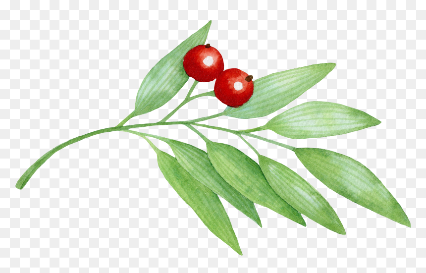 Berry Branch Png - Berry, Transparent Png - branch icon png