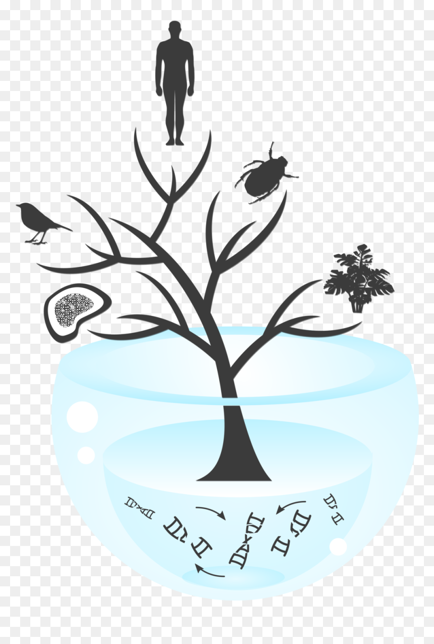 At The Root Of The Tree Of Life - Evolution Life Origin, HD Png Download - origin png