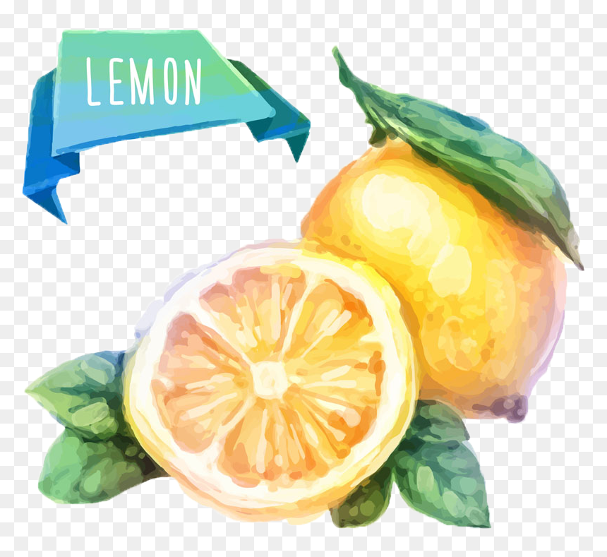 Watercolor Painting Fruit Drawing Illustration - Watercolor Painting Of Fruits, HD Png Download - lemon vector png