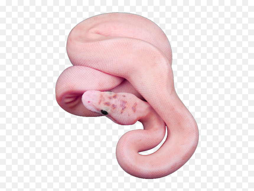 Snake, Animal, And Pink Image - Aesthetic Snake Transparent, HD Png Download - imagenes png tumblr hipster