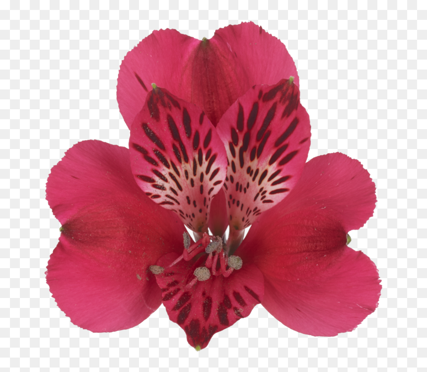Peruvian Lily, HD Png Download - lucoa png