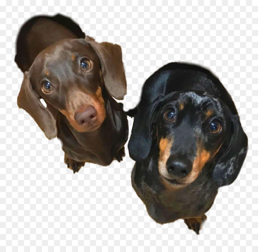 #dachshund #motherofdachshunds #klausandroo #sausagedog - Dachshund, HD Png Download - weiner dog png