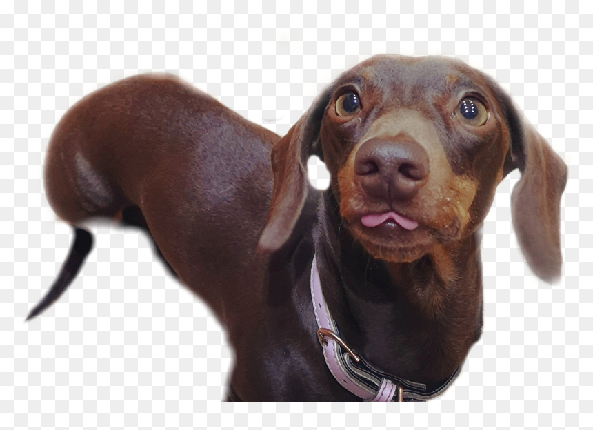 ##dachshund #blep #dog #dogsofpicsart #sausage #sausagedog - Companion Dog, HD Png Download - weiner dog png