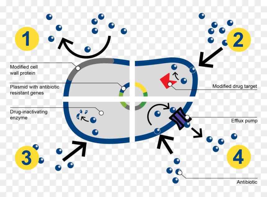 How Bacteria Resists Antibiotics - Antibiotic Resistance Mechanism In Bacteria, HD Png Download - antibiotics png