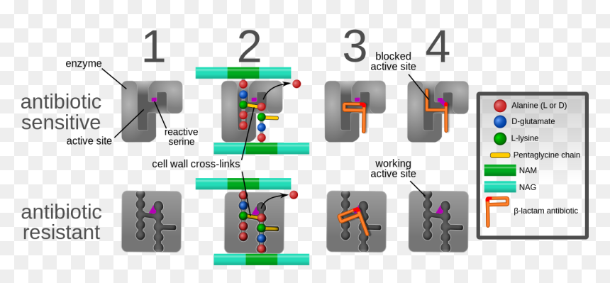 Mecanismos De Resistencia A La Meticilina, HD Png Download - antibiotics png