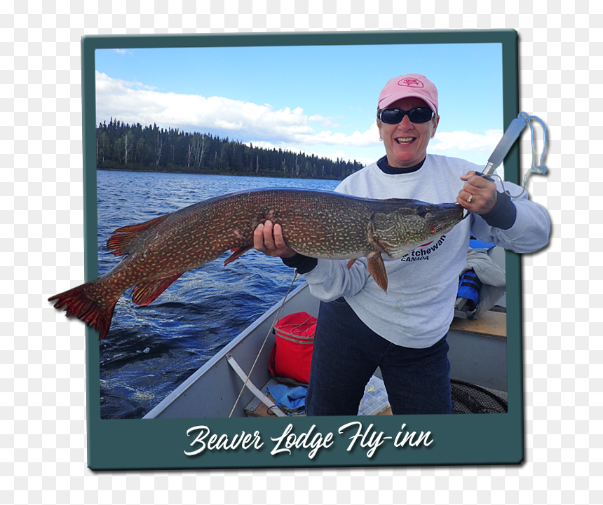 Šumava National Park, HD Png Download - fly fishing png