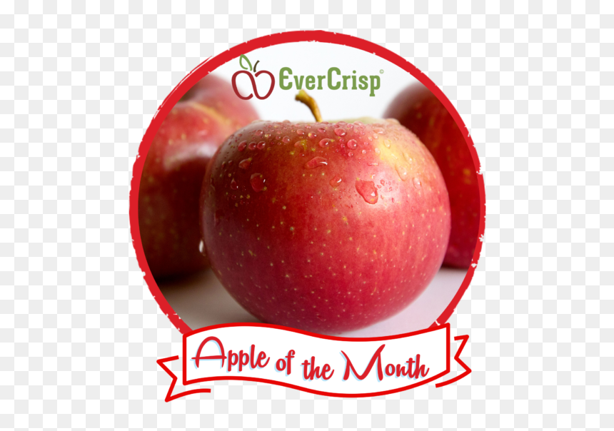 Apple, HD Png Download - apple core png