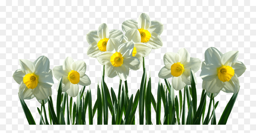 Daffodils Transparent, HD Png Download - wedding flower png