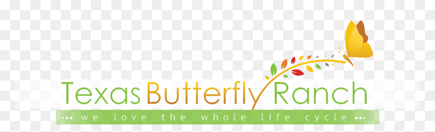 Graphic Design, HD Png Download - butterfly border png