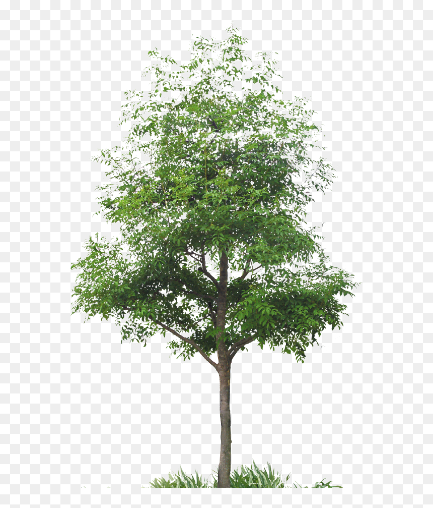 Arbre Détouré, HD Png Download - japanese tree png