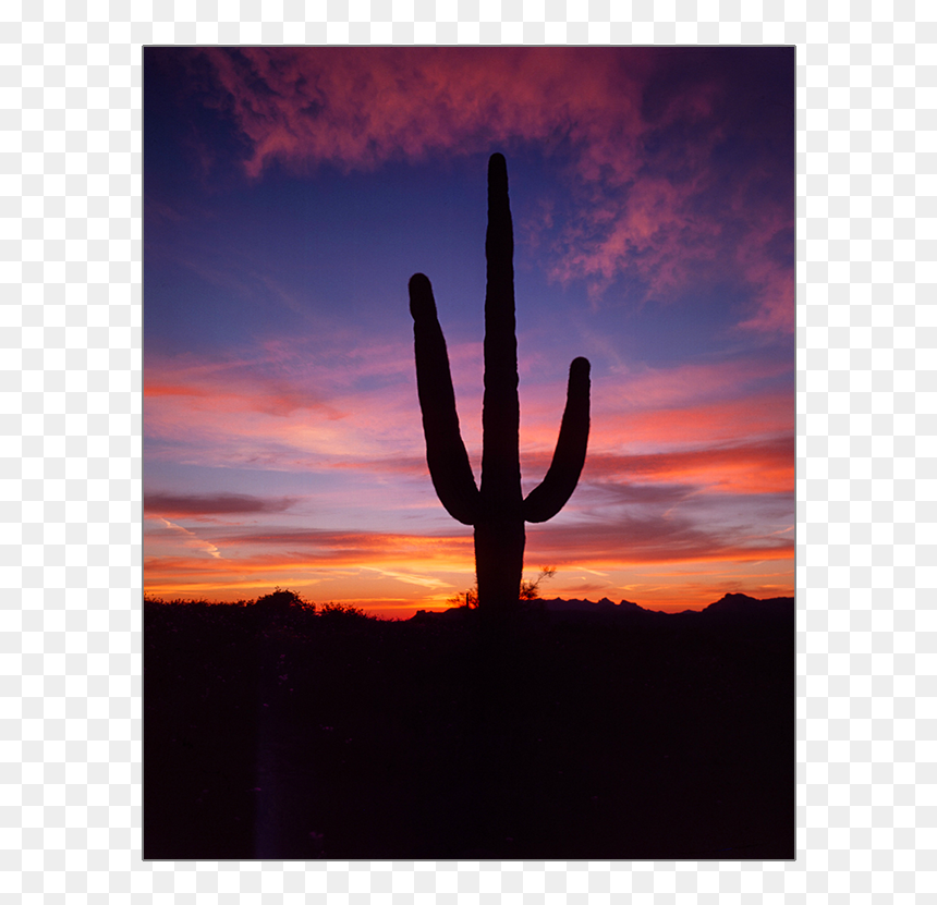 Saguaro, HD Png Download - saguaro png