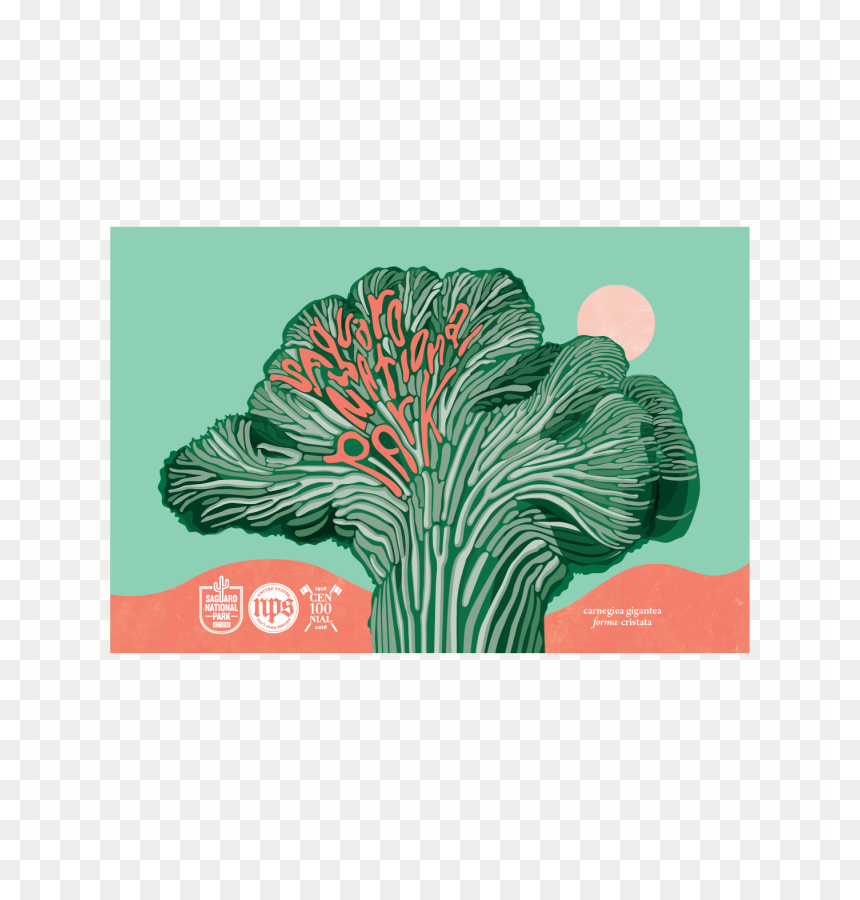 Saguaro Png, Transparent Png - saguaro png