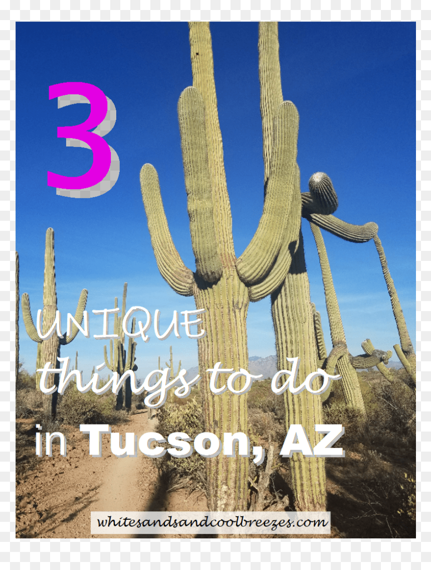 Acanthocereus Tetragonus, HD Png Download - saguaro png