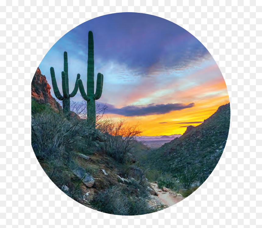 Hedgehog Cactus, HD Png Download - saguaro png