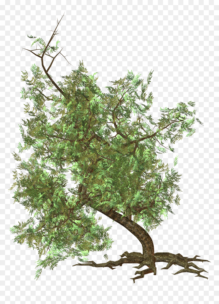Portable Network Graphics, HD Png Download - spruce tree png