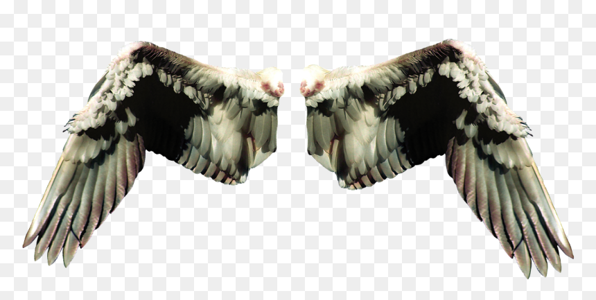 Wings In Different Types, HD Png Download - fairy wing png