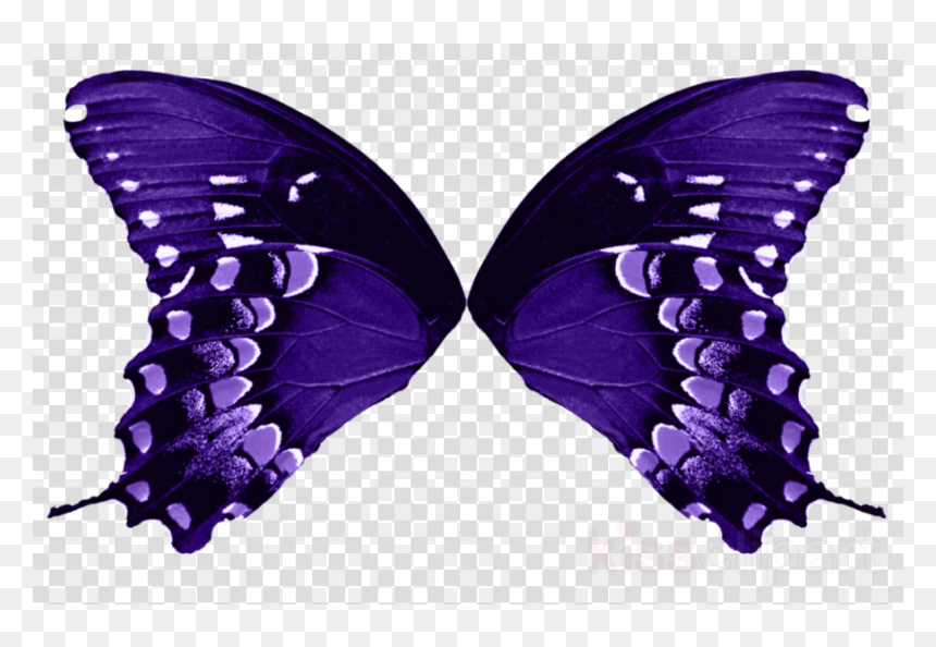 Butterfly Wings No Background, HD Png Download - fairy wing png