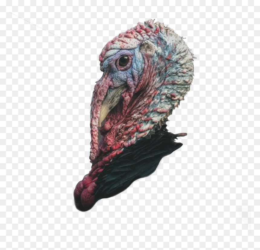 Eagles And Turkeys, HD Png Download - wild turkey png