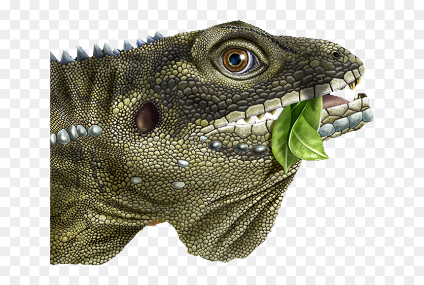 Green Iguana, HD Png Download - lizard tongue png