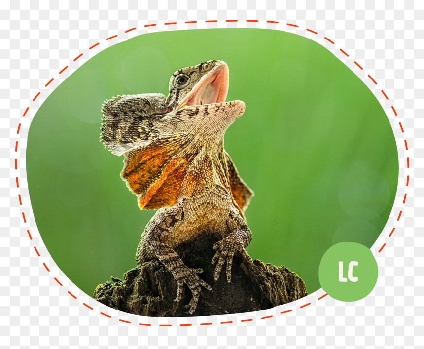 Butterfly, HD Png Download - lizard tongue png