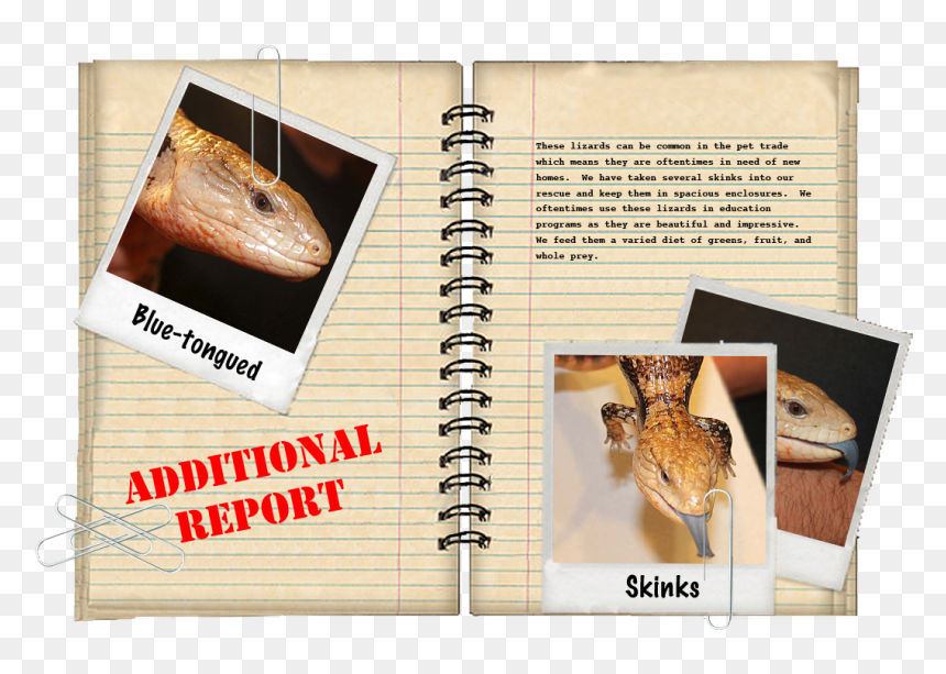 Common Snapping Turtle, HD Png Download - lizard tongue png