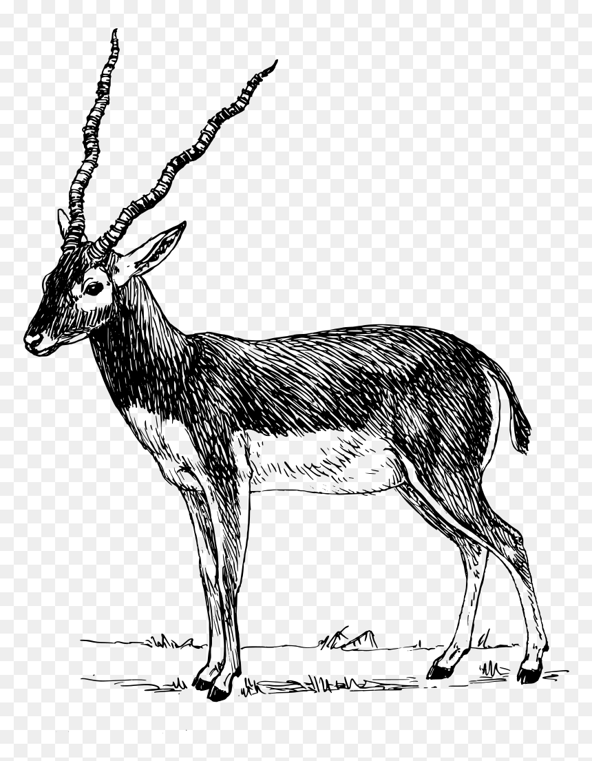 Gazelle Clipart Black And White, HD Png Download - antelope png