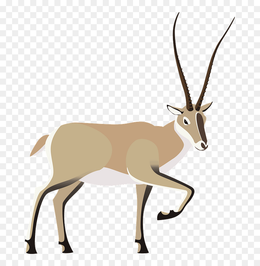 Tibetan Antelope Clipart - Deer, HD Png Download - antelope png