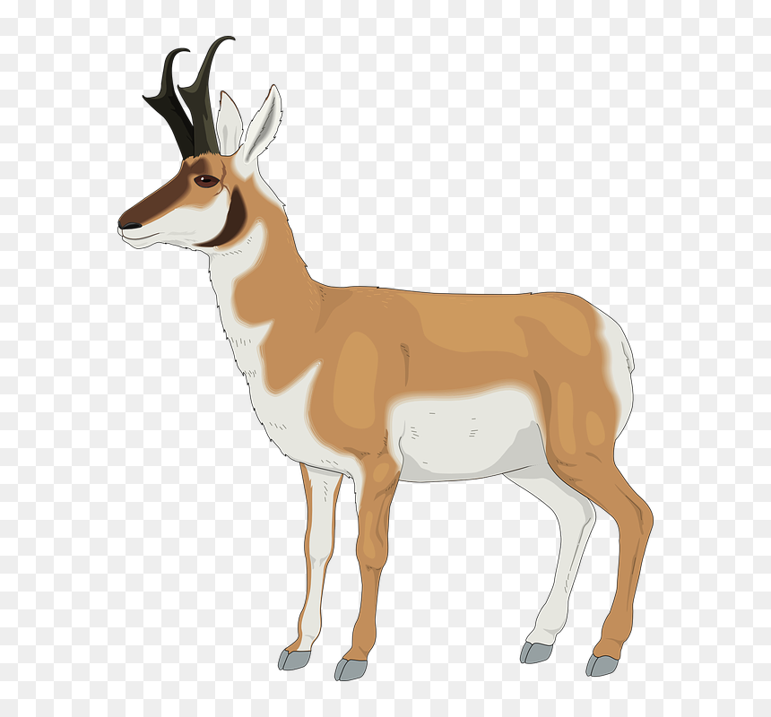 Antelope, HD Png Download - antelope png